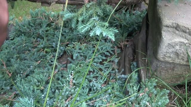 Творческое занятие - стрижка можжевельника. 8.09.2021 смотреть онлайн