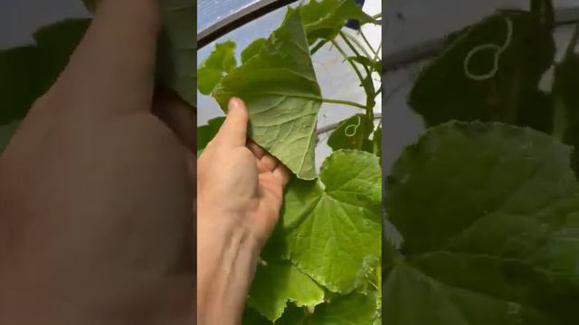 Антисипатор_Испытания 3