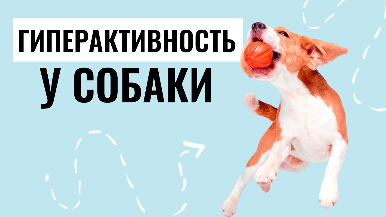 ГИПЕРАКТИВНОСТЬ у собак: Как вовремя распознать СДВГ и помочь своему питомцу? смотреть онлайн