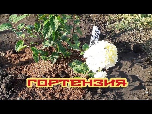 гортензия на нашем дворе.... смотреть онлайн
