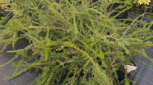 жимолость шапочная. вечно зелёный кустарник.