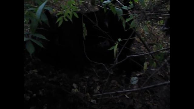 Всл В Омской области смотреть онлайн