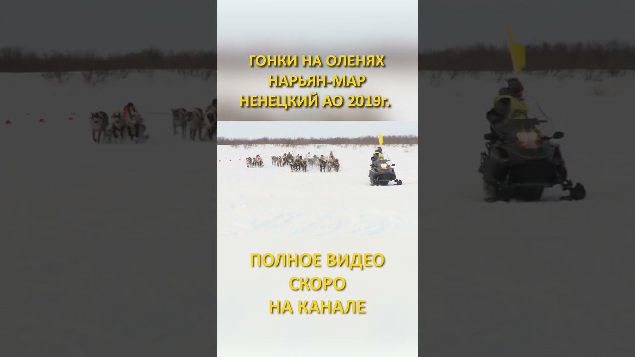 ГОНКИ НА ОЛЕНЯХ DEER RACES 8 SHORTS #SHORTS смотреть онлайн