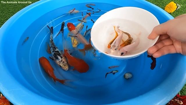 Betta Koi Pleco Snail Carp Fish Goldfish Angelfish Guppy Guppies Catfish animals Videos смотреть онлайн