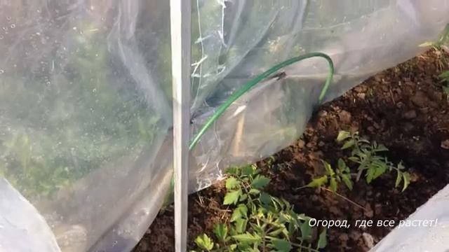 ФИТОФТОРА. Самый надёжный способ борьбы.mp4 смотреть онлайн