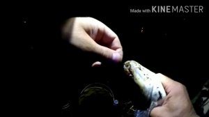 Ловля язя на Томи весной