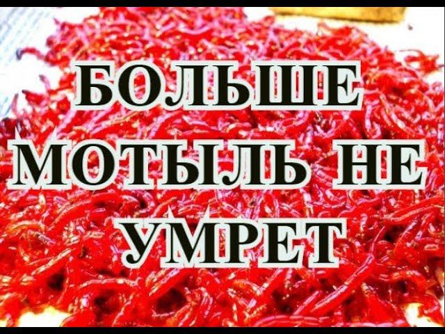 БЫСТРО УМИРАЕТ #МОТЫЛЬ??? ЕСТЬ РЕШЕНИЕ!!!ДЕДОВСКИЙ СПОСОБ!!!Как сохранить мотыля живым долго смотреть онлайн