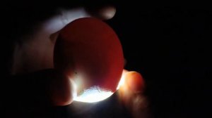 Инкубация куриных яиц. 14 день.