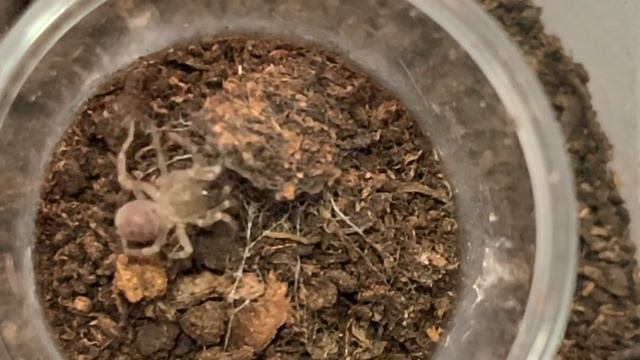 Liphistius spiderlings: Feeding/update. смотреть онлайн