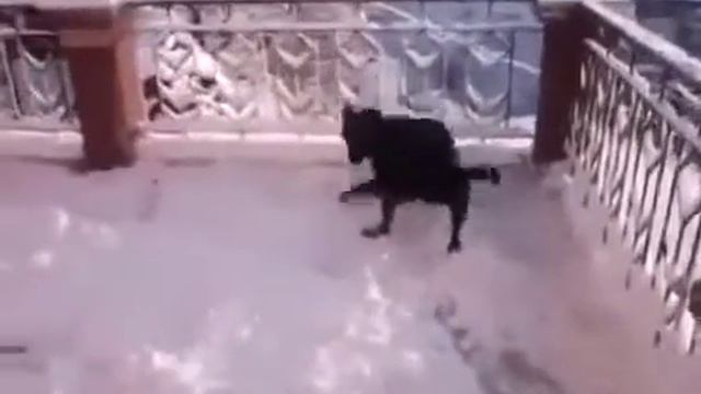 Собака впервые видит снег смотреть онлайн