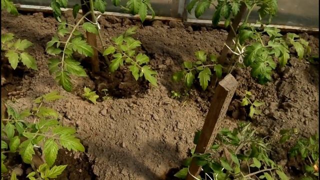 Обзор дачи 15.05.2021