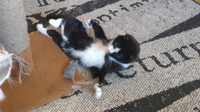 Моделизм, кривые руки и кот Бычок - как мой котик помогает мне в моем хобби! смотреть онлайн