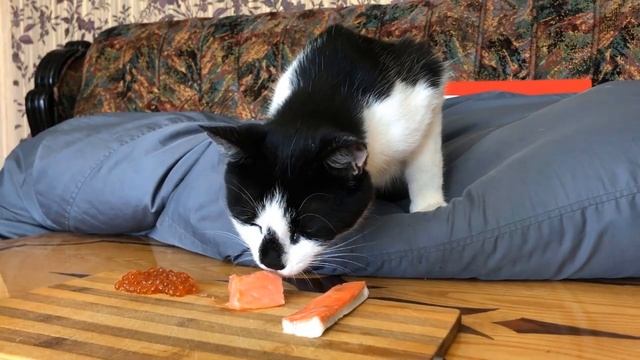 ЧТО ВЫБЕРЕТ КОТ ? ОБЫЧНАЯ ЕДА ПРОТИВ КОТОВ ЧЕЛЛЕНДЖ ! Кошечка Мурка и Кот Малыш ВЫБИРАЮТ ЧТО КРУЧЕ ? смотреть онлайн