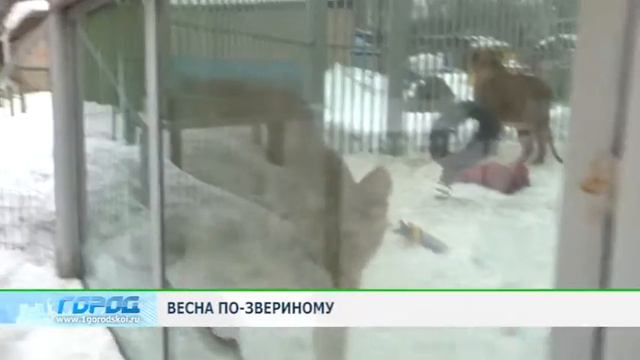 Первый городской-зоопарк смотреть онлайн