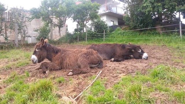 #Осёл Гигант ростом с Лошадь смотреть онлайн