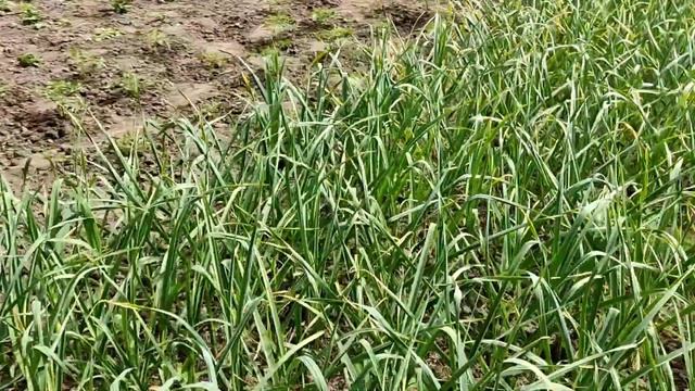 Июнь 2023. Обзор дачи. Обрыв стрелок чеснока, работа плоскорезом ECO картофеля смотреть онлайн