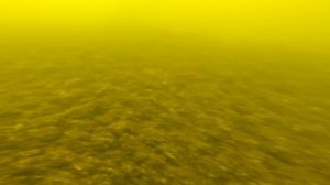 ? КАК Поймать КАРПА . ?  ПОДВОДНАЯ СЬЕМКА