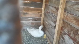 Гусыня первогодка вывела гусят. Что будет дальше?