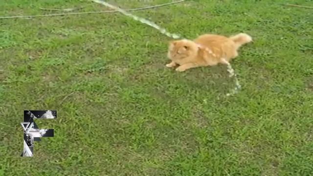 Забавные кошки в воде смотреть онлайн