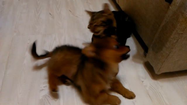 Бенгальская кошка против немецкого шпица смотреть онлайн