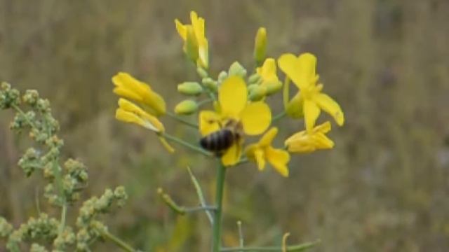 Замедленная съёмка 400 кадров в секунду Пчёлки Nikon 1s1 смотреть онлайн