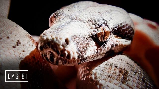 Drop F | Active Pickup Shootout | Seymour Duncan Blackouts, EMG, Fishman Fluence смотреть онлайн