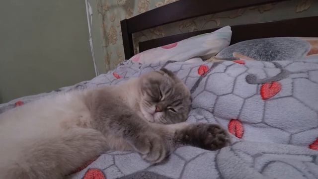 Кот Кевин у нас спит как БАРИН. ОЗВУЧКА КОТИКОВ смотреть онлайн