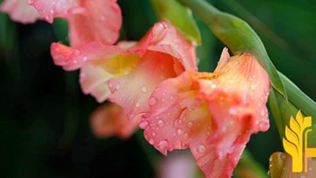 Gladiolus Prices Latest, Global Prices Today - 2022/2023