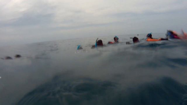 остров Бохоль . Китовые акулы. 1 видео смотреть онлайн