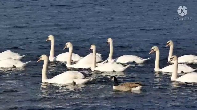 целительный сеанс с энергией Кундалини рейки поможет избавиться от головной боли смотреть онлайн