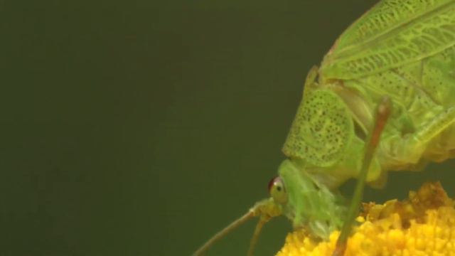 Sickle Grasshopper Forages On Tansy 🔴