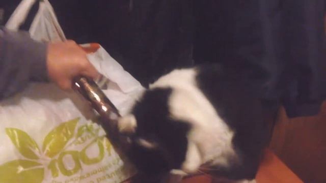 Масяня и колбаса смотреть онлайн