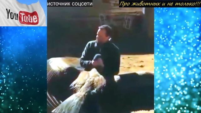 Посмотрите, что сделал КОНДОР своему спасителю в знак благодарности! Просто невероятно! смотреть онлайн