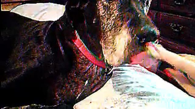 feeding my dog pudding with my finger смотреть онлайн