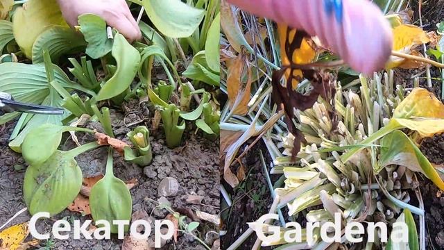 Обрезаю цветы и кустарники аккумуляторными ножницами gardena смотреть онлайн