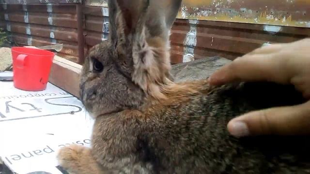 Лечение кроликов от ушного клеща смотреть онлайн