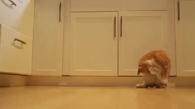 кот ворюга смотреть онлайн