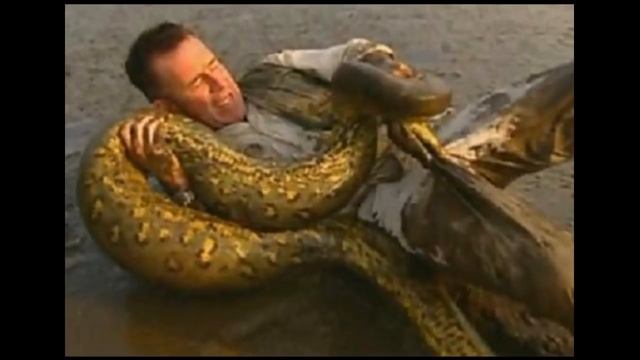 the world's biggest snake found alive!!! NEW 2013 !!! самая огромная змея в мире смотреть онлайн