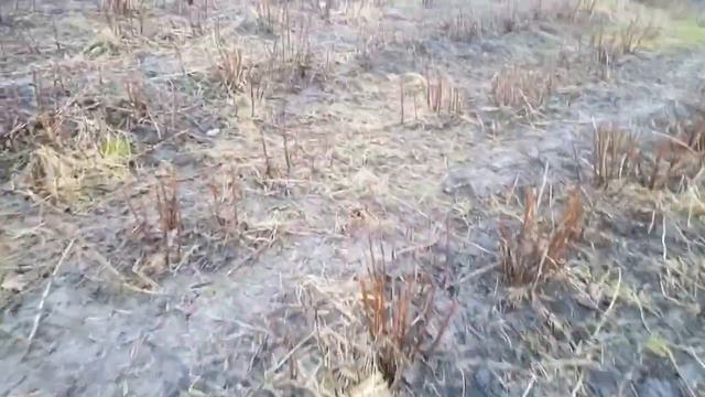 Малина купити.Ремонтантна полка полана смотреть онлайн