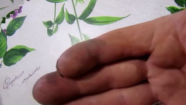 Как быстро отмыть руки от черноплодной рябины и других ягод смотреть онлайн