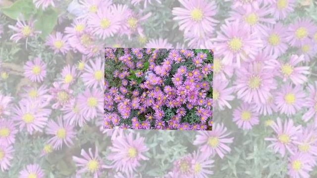 Сентябринка 2019 г. [Автор: Олеся Шалгина] смотреть онлайн