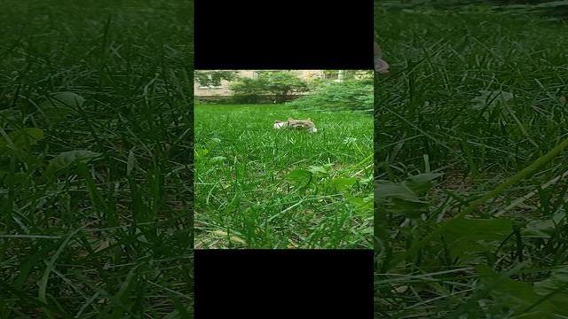 Мой любимый, сладкий носик