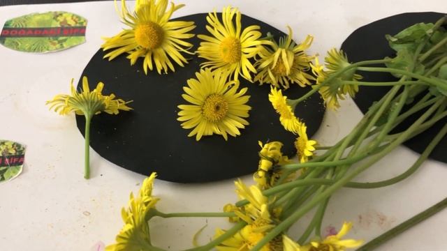 KAPLAN OTU Doronicum orientale Zehirli ve Tehlikeli Bir Yabani Ot смотреть онлайн