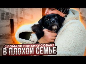 Как НЕЛЬЗЯ пристраивать животных! Забрали Масю с Коммаяка и ее приютила ДОСТОЙНАЯ семья в Питере.