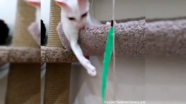 Любимая игрушка - пушистик Байла смотреть онлайн