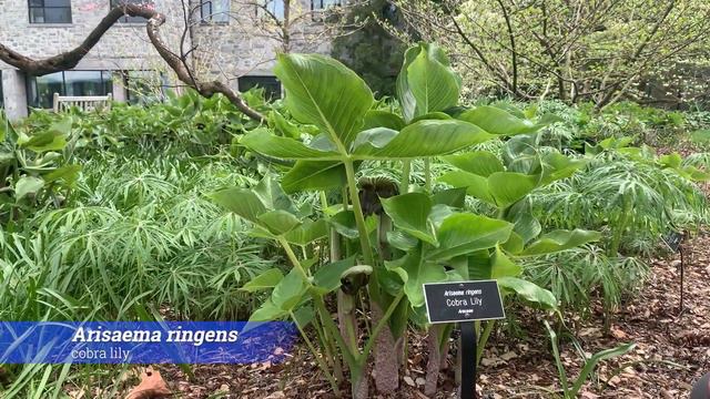 Lunchtime Tour: Late Spring Blooms - May 2022 смотреть онлайн