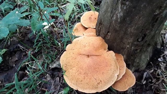 Прогулка по лесу , август. смотреть онлайн