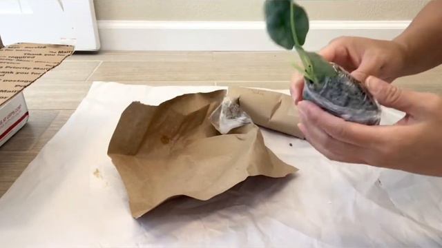 RARE PLANT Unboxing: ALOCASIA Baginda Silver Dragon or Dragon Scale? 🌱 The Greenhouse Goodies смотреть онлайн