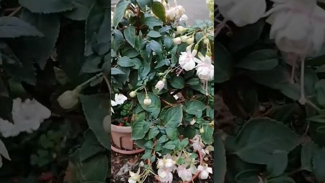 Fuchsie La Neige, Fuchsie, Fuchsia, фуксия ла найге и Анабель