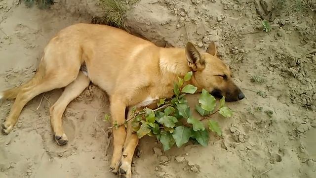 Рыжий щенок. смотреть онлайн